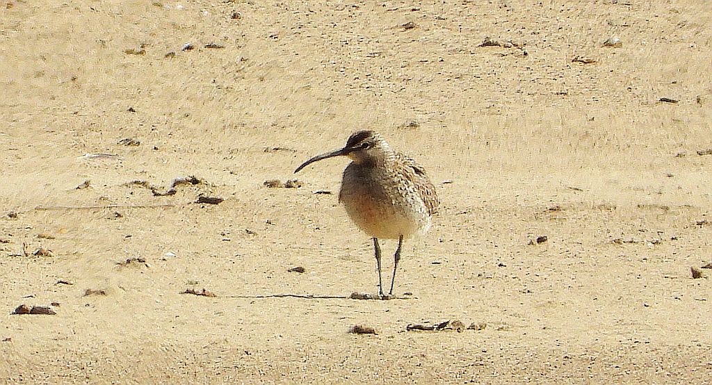 Kulik mniejszy (Numenius phaeopus)