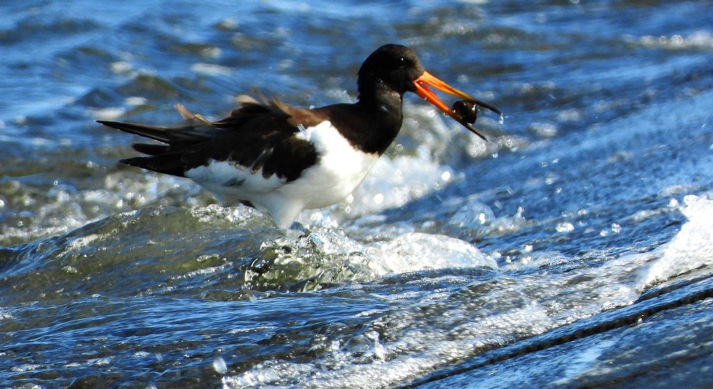 Ostrygojad zwyczajny, ostrygojad (Haematopus ostralegus)
