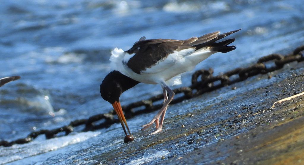 Ostrygojad zwyczajny, ostrygojad (Haematopus ostralegus)