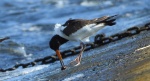Ostrygojad zwyczajny, ostrygojad (Haematopus ostralegus)