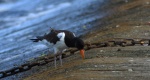 Ostrygojad zwyczajny, ostrygojad (Haematopus ostralegus)