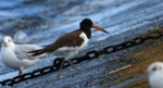 Ostrygojad zwyczajny, ostrygojad (Haematopus ostralegus)