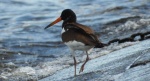 Ostrygojad zwyczajny, ostrygojad (Haematopus ostralegus)