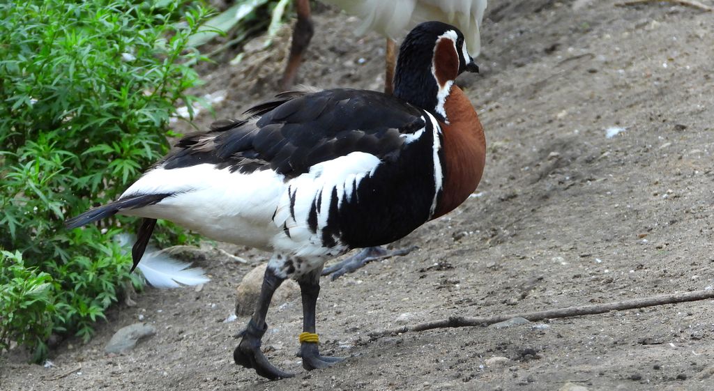Bernikla rdzawoszyja (Branta ruficollis)