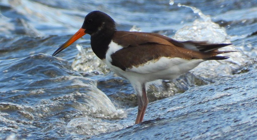 Ostrygojad zwyczajny, ostrygojad (Haematopus ostralegus)