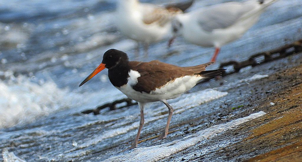 Ostrygojad zwyczajny, ostrygojad (Haematopus ostralegus)