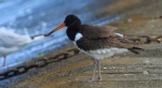 Ostrygojad zwyczajny, ostrygojad (Haematopus ostralegus)