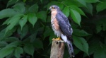 Krogulec zwyczajny, krogulec, jastrząb wróblarz (Accipiter nisus)