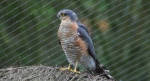 Krogulec zwyczajny, krogulec, jastrząb wróblarz (Accipiter nisus)