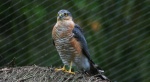 Krogulec zwyczajny, krogulec, jastrząb wróblarz (Accipiter nisus)