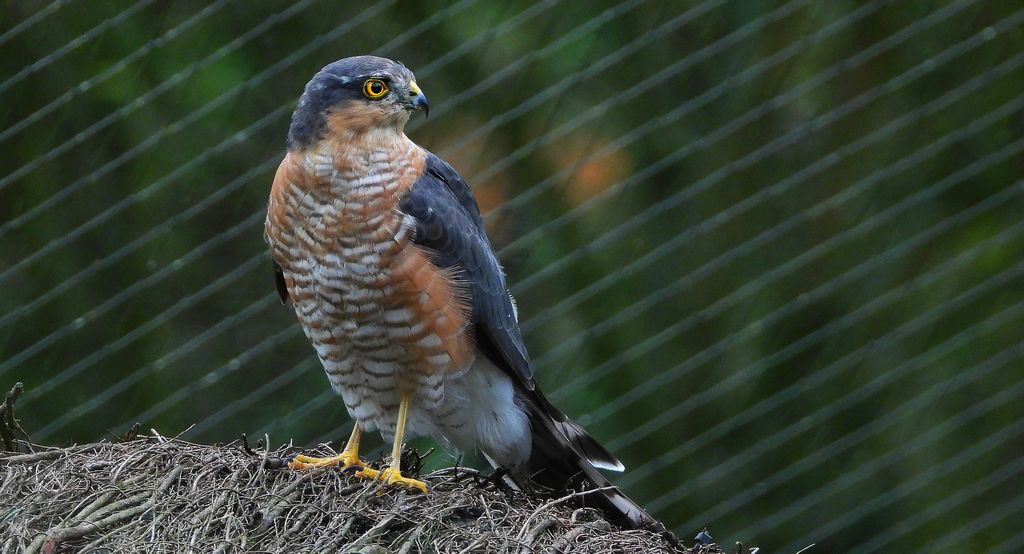 Krogulec zwyczajny, krogulec, jastrząb wróblarz (Accipiter nisus)