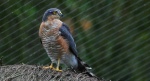 Krogulec zwyczajny, krogulec, jastrząb wróblarz (Accipiter nisus)