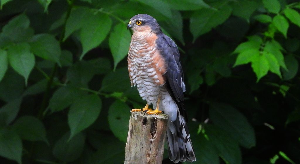 Krogulec zwyczajny, krogulec, jastrząb wróblarz (Accipiter nisus)