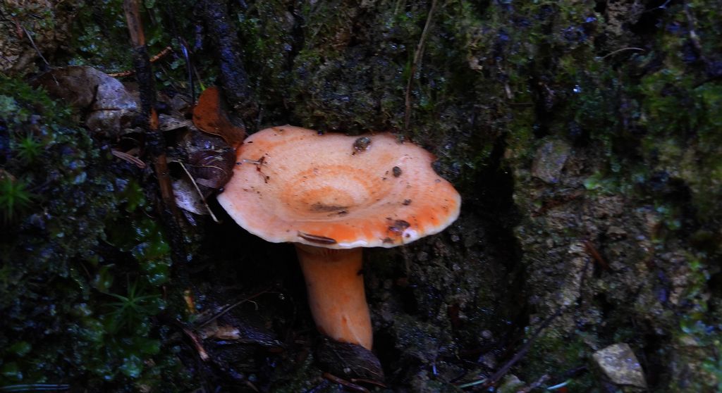 Mleczaj rydz, rydz (Lactarius deliciosus)