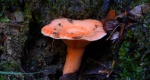 Mleczaj rydz, rydz (Lactarius deliciosus)