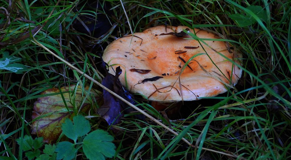 Mleczaj rydz, rydz (Lactarius deliciosus)