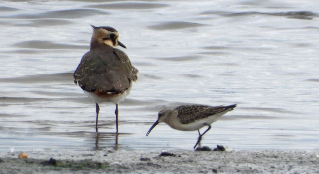 Biegus krzywodzioby (Calidris ferruginea)