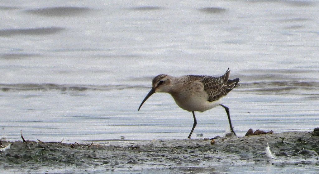 Biegus krzywodzioby (Calidris ferruginea)
