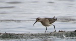 Biegus krzywodzioby (Calidris ferruginea)