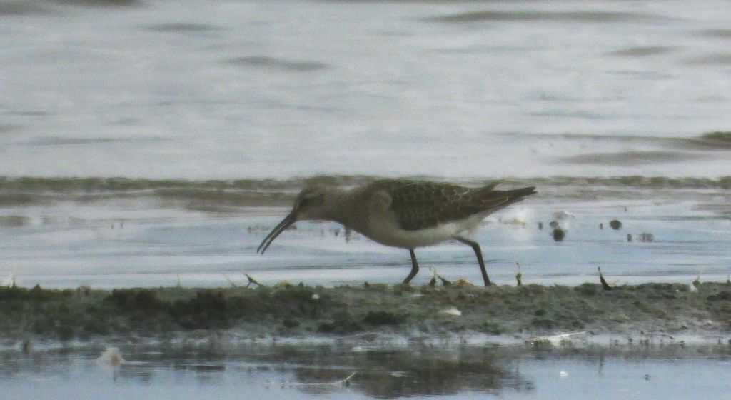 Biegus krzywodzioby (Calidris ferruginea)