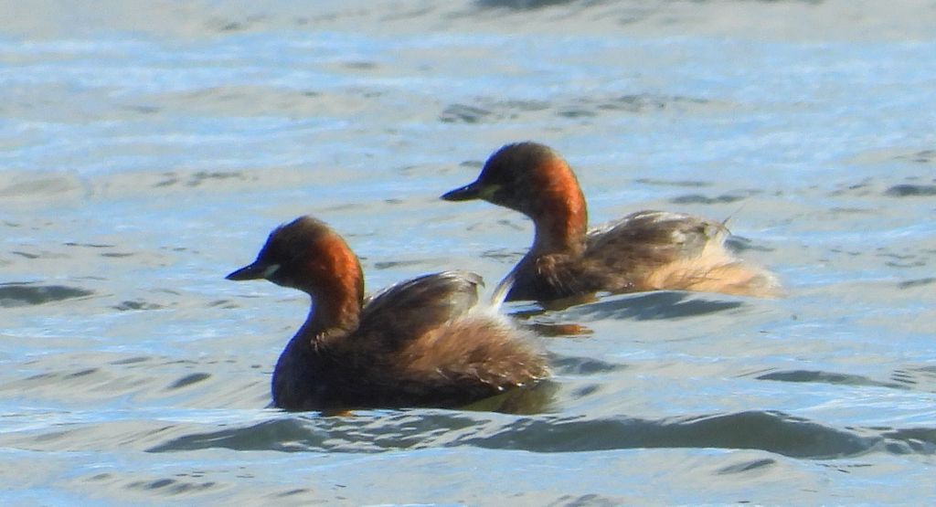 Perkozek, perkozek zwyczajny (Tachybaptus ruficollis)