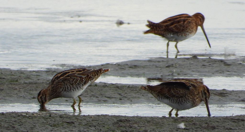 Kszyk, bekas kszyk, bekas baranek (Gallinago gallinago)