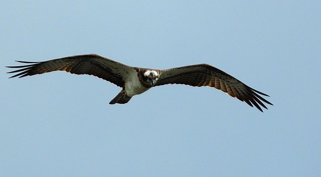 Rybołów (Pandion haliaetus)