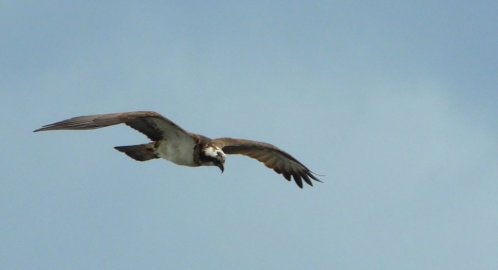 Rybołów (Pandion haliaetus)