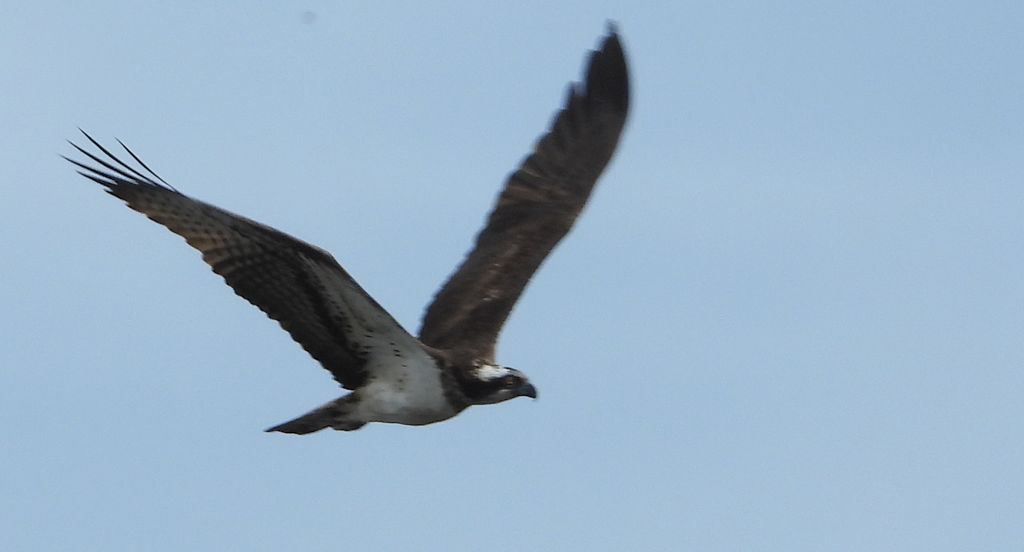 Rybołów (Pandion haliaetus)