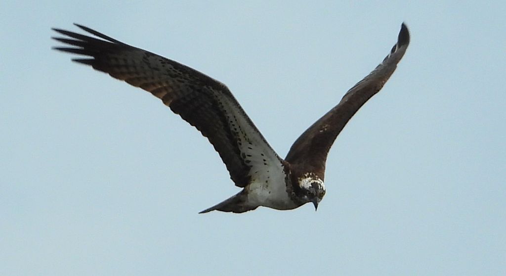 Rybołów (Pandion haliaetus)