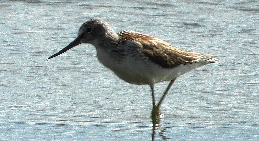 Kwokacz, brodziec kwokacz (Tringa nebularia)