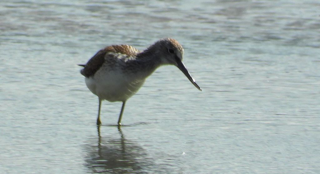 Kwokacz, brodziec kwokacz (Tringa nebularia)