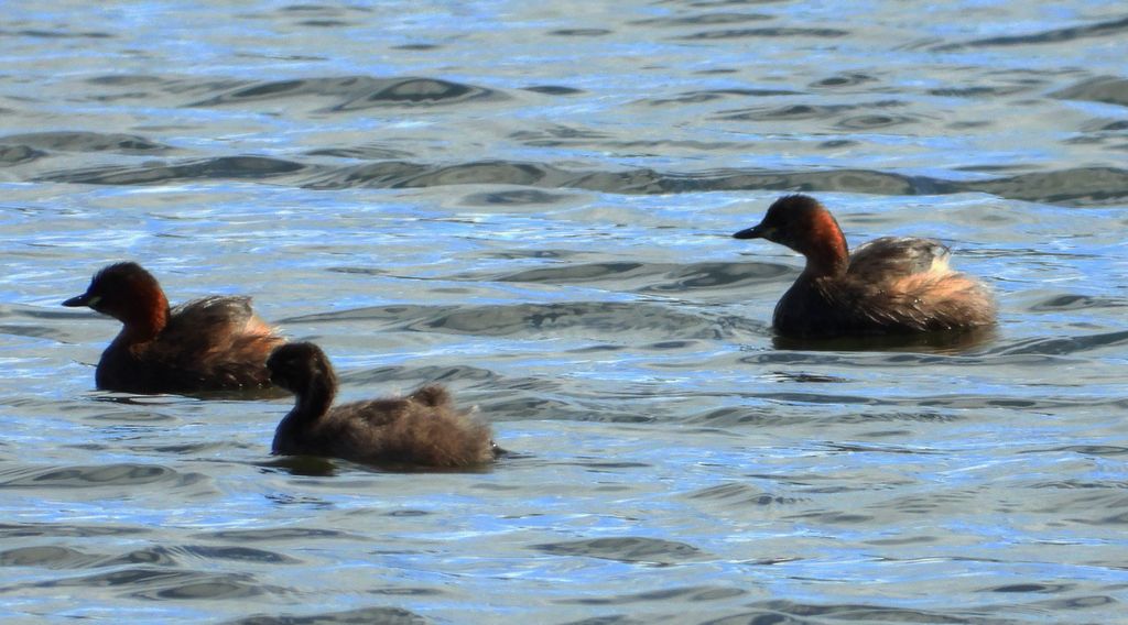 Perkozek, perkozek zwyczajny (Tachybaptus ruficollis)