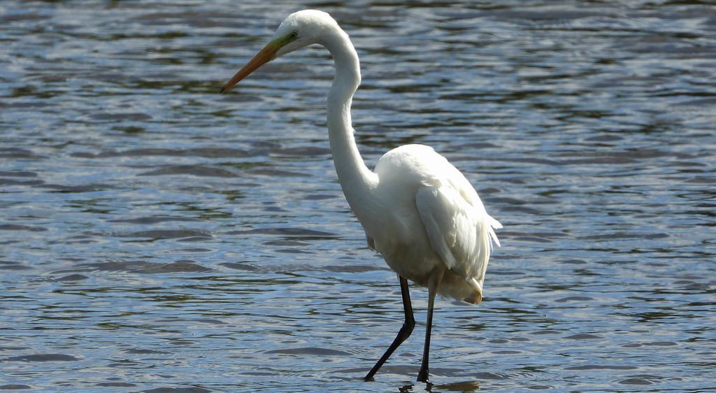 Czapla biała (Ardea alba)