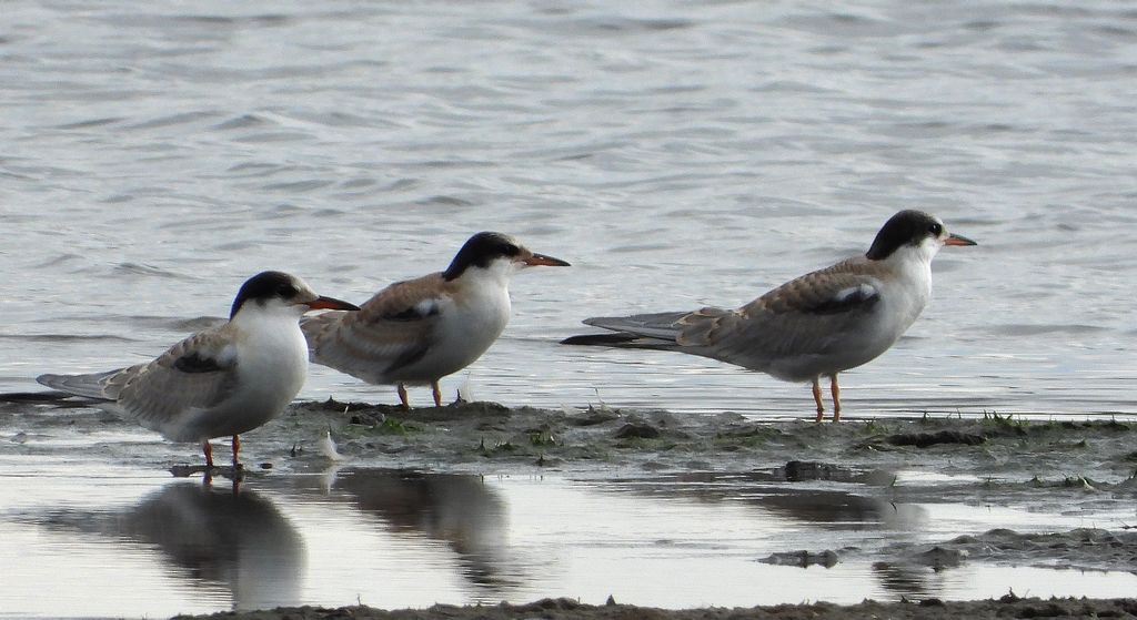 Rybitwa rzeczna, rybitwa zwyczajna (Sterna hirundo)