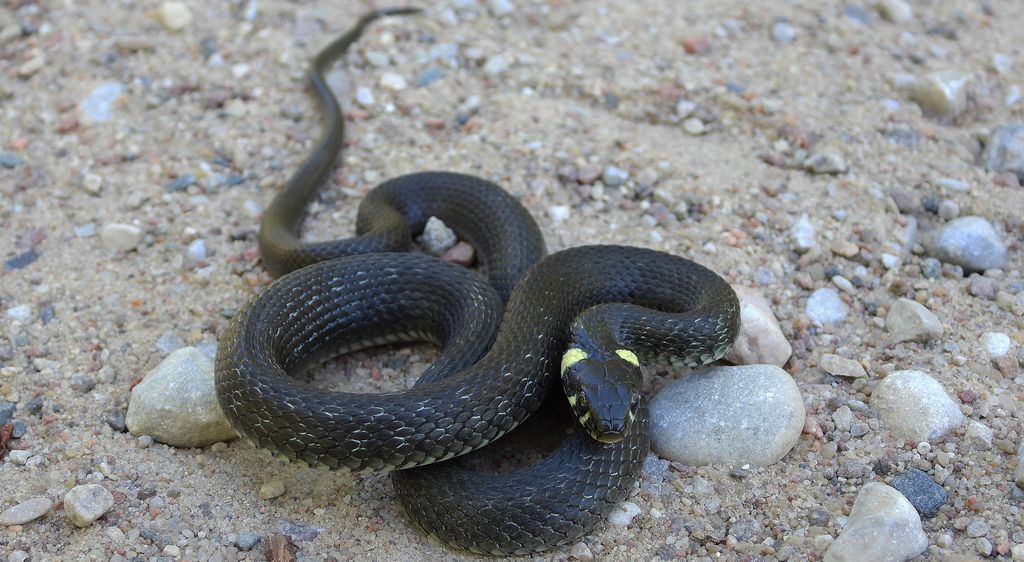 Zaskroniec zwyczajny, zaskroniec (Natrix natrix)