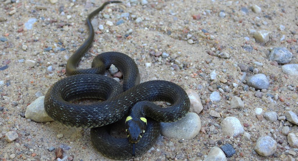 Zaskroniec zwyczajny, zaskroniec (Natrix natrix)