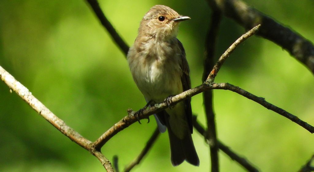 Muchołówka szara (Muscicapa striata)