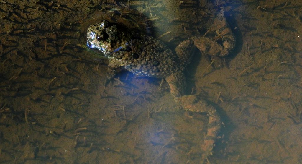 Kumak górski (Bombina variegata)