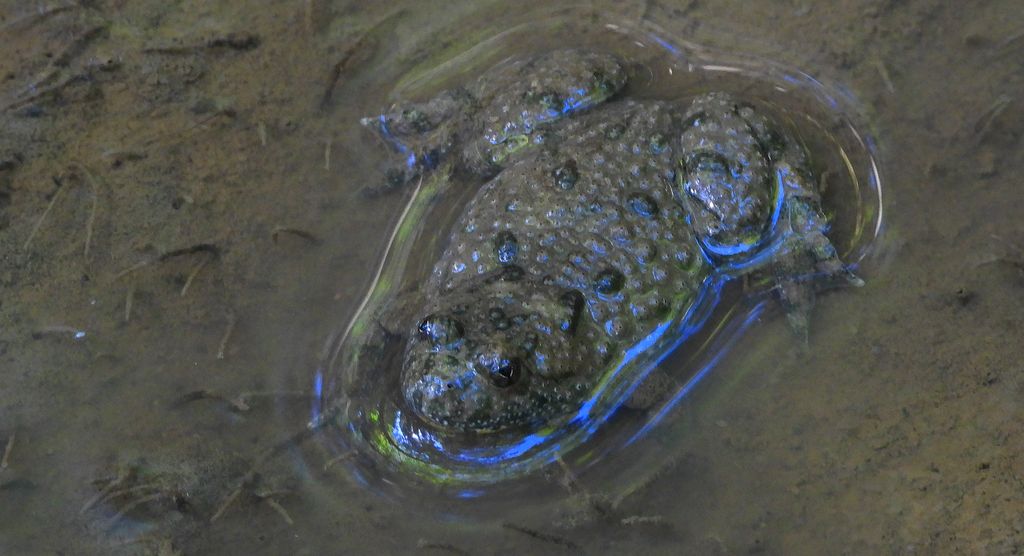 Kumak górski (Bombina variegata)