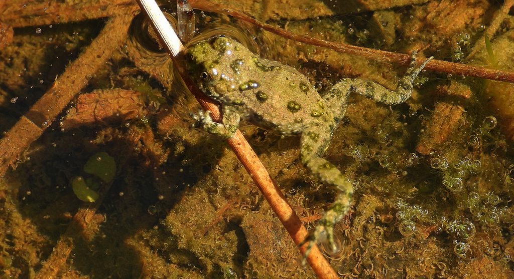 Kumak górski (Bombina variegata)