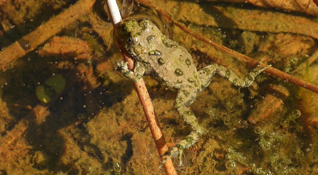Kumak górski (Bombina variegata)
