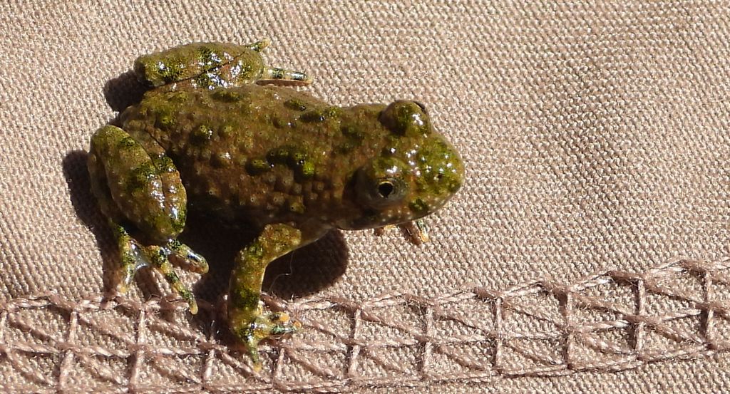 Kumak górski (Bombina variegata)