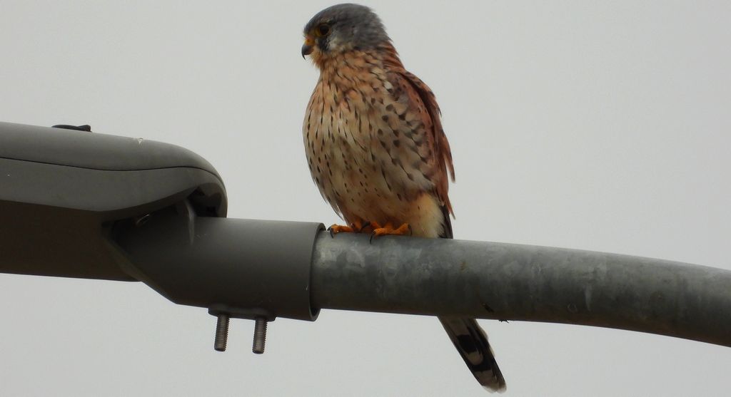 Pustułka zwyczajna, pustułka, sokół pustułka (Falco tinnunculus)