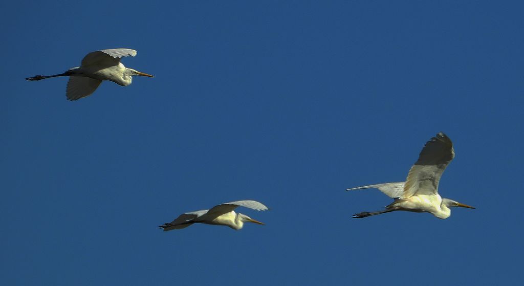 Czapla biała (Ardea alba)