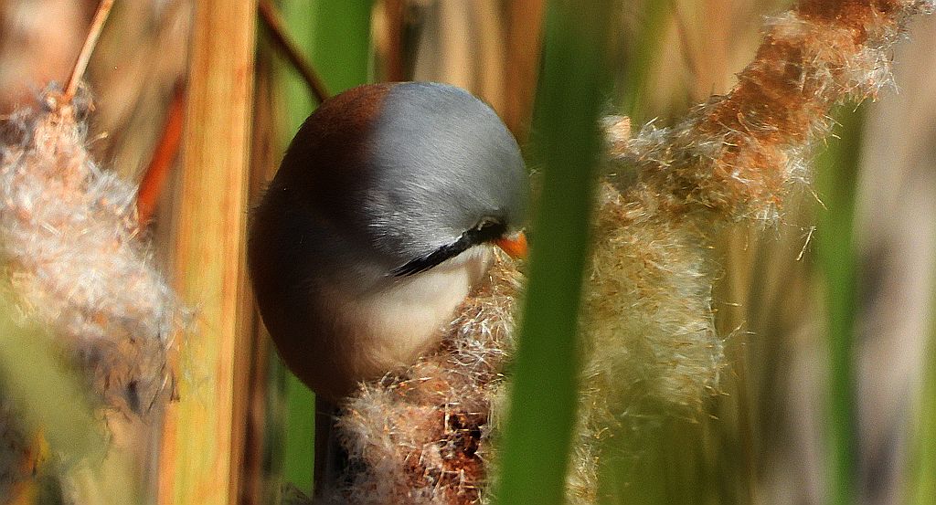 Wąsatka (Panurus biarmicus)
