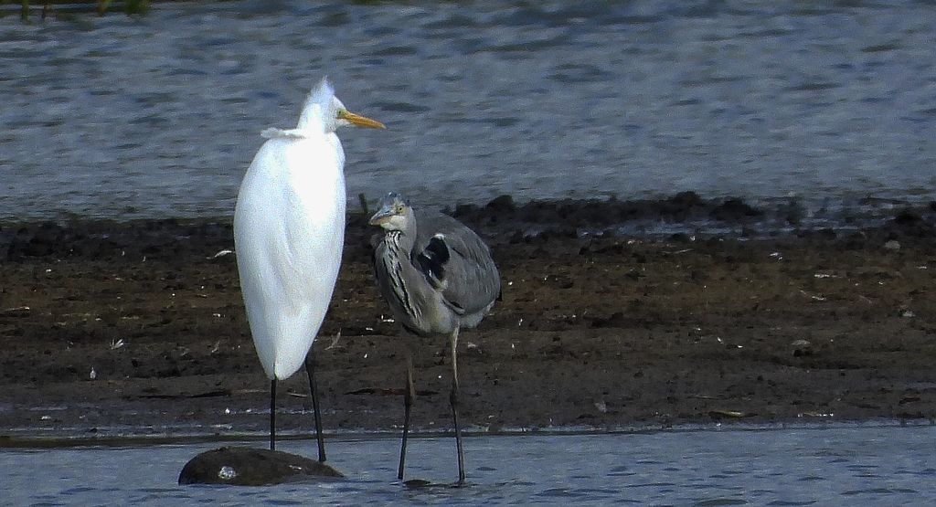 Czapla biała (Ardea alba) i czapla siwa (Ardea cinerea)