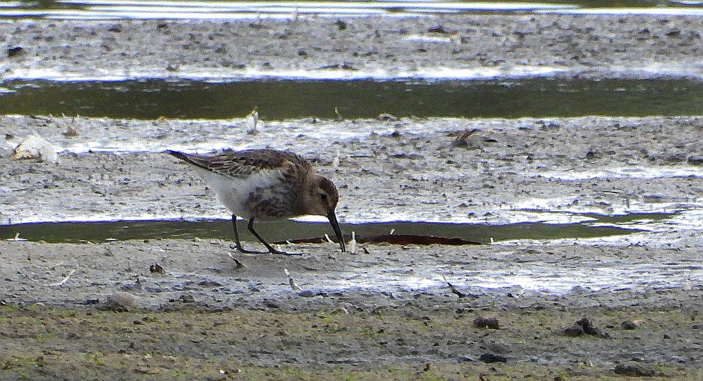 Biegus zmienny (Calidris alpina)