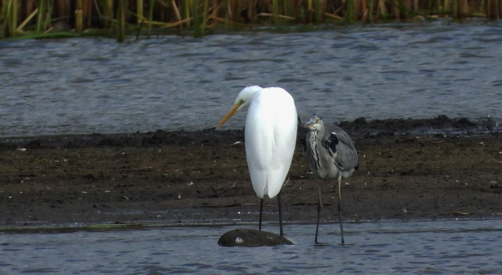 Czapla biała (Ardea alba) i czapla siwa (Ardea cinerea)