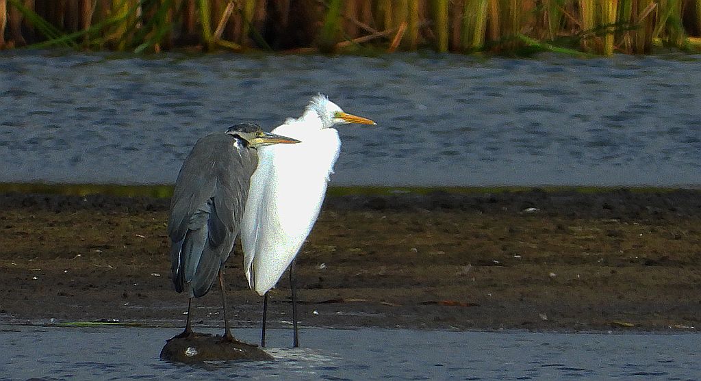 Czapla biała (Ardea alba) i czapla siwa (Ardea cinerea)